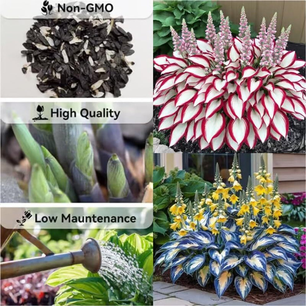 AI IMPORTED SEEDS HOSTA SEEDS AND PLANT GROWTH FREE PACK 2