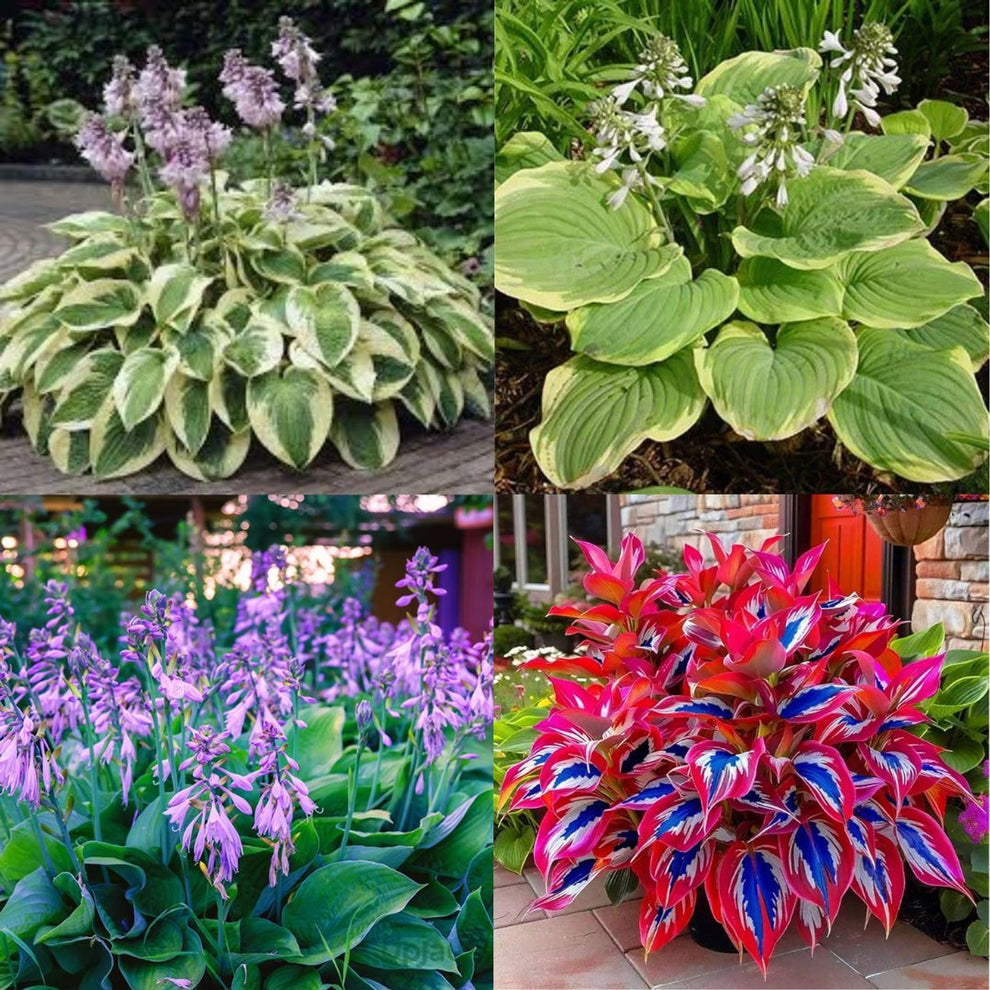 AI IMPORTED SEEDS HOSTA SEEDS AND PLANT GROWTH FREE  PACK 2