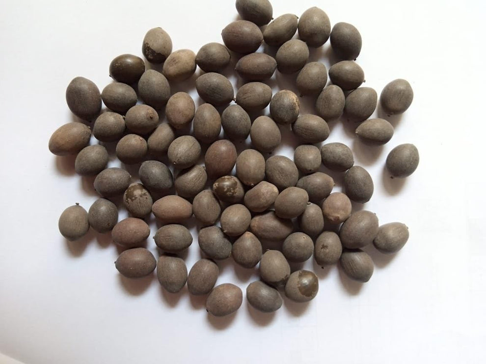 Bonsai Lotus Flower Seeds( 20 SEEDS)